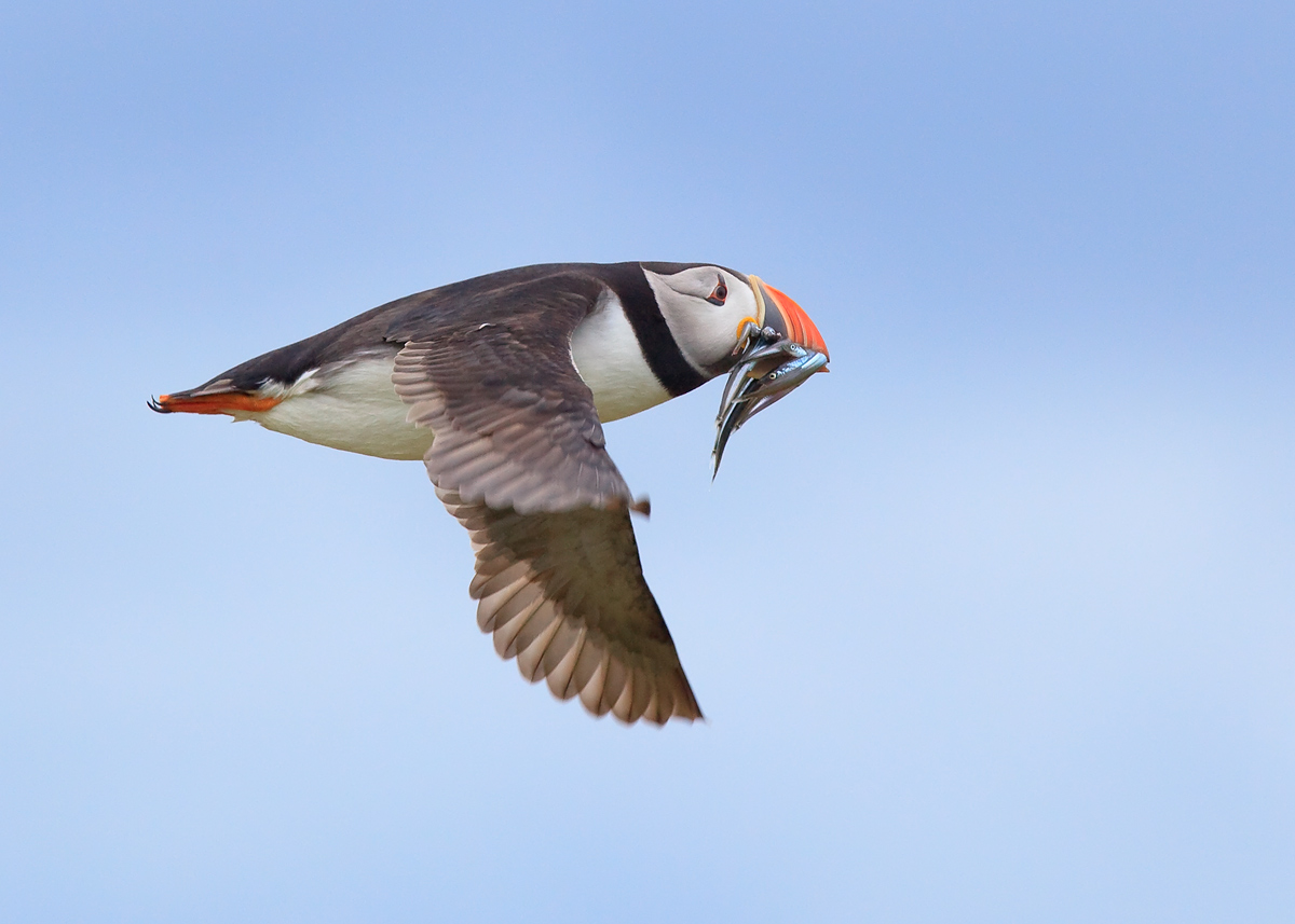 Puffin with Sand Eels