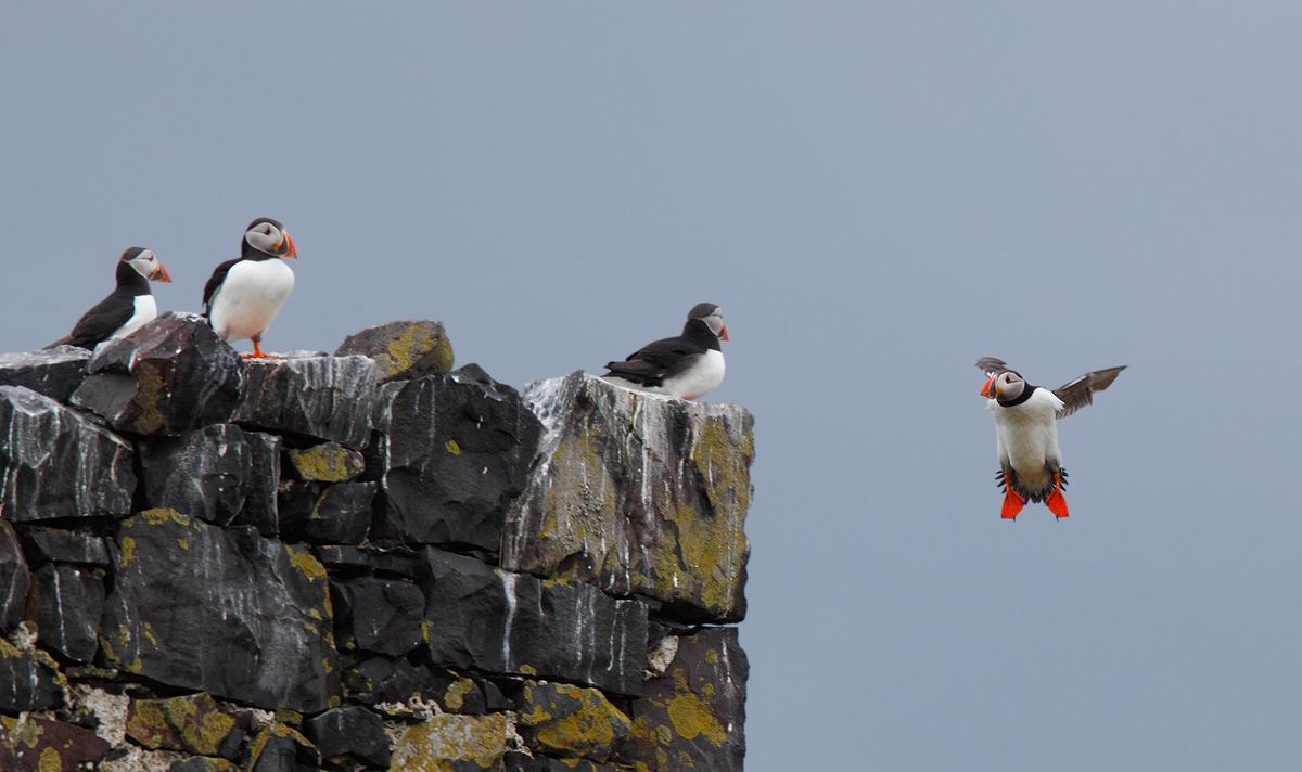 Puffin Bounce