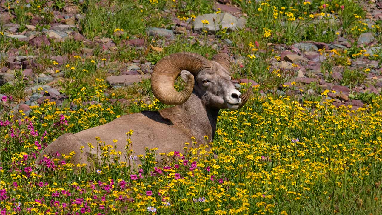 Big Horn in Flowers