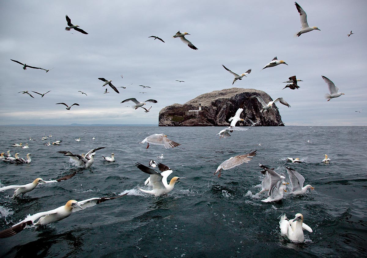 The Bass Rock