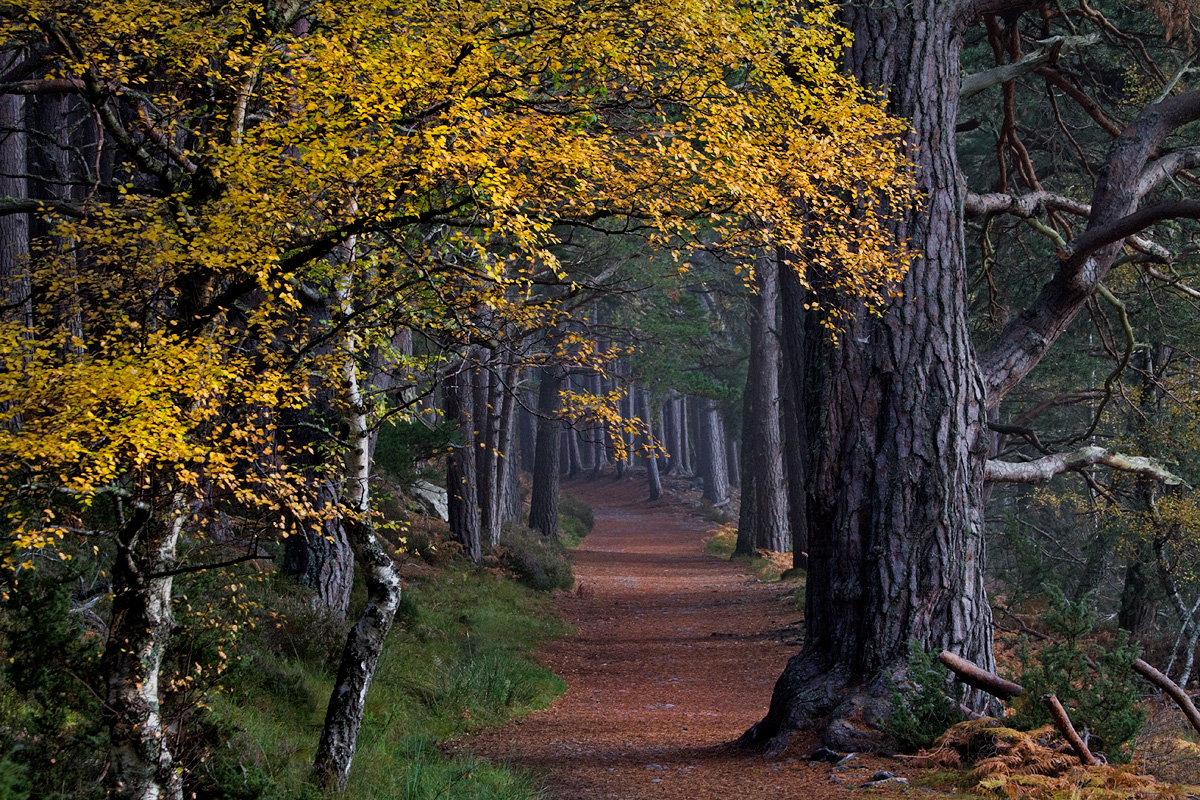 Woodland Path at Loch An Eilein