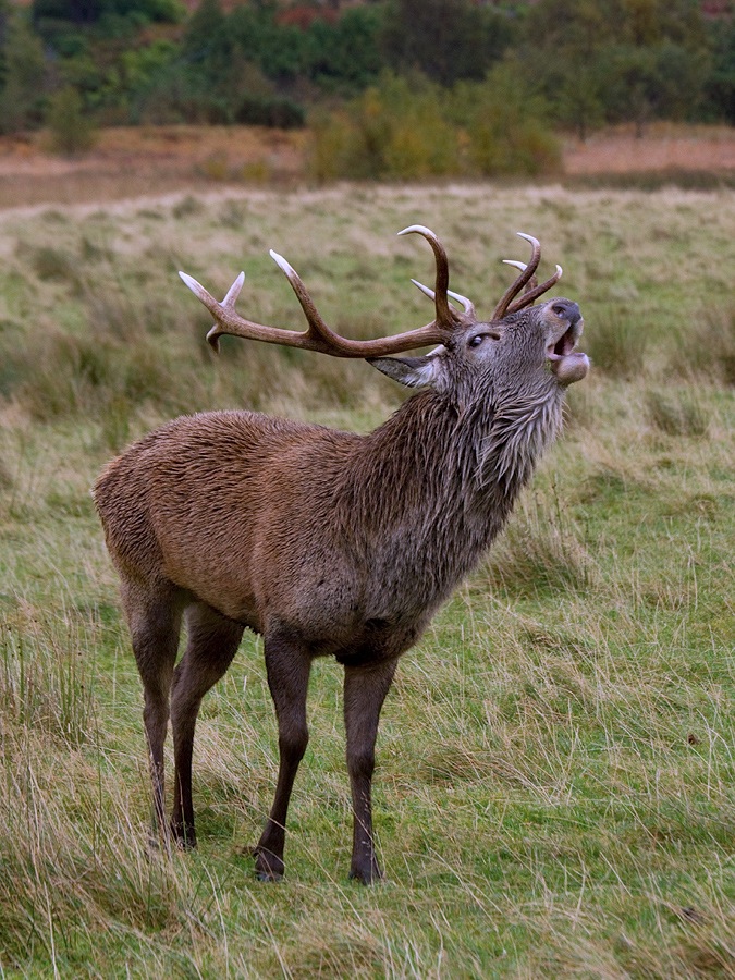 Rutting Stag