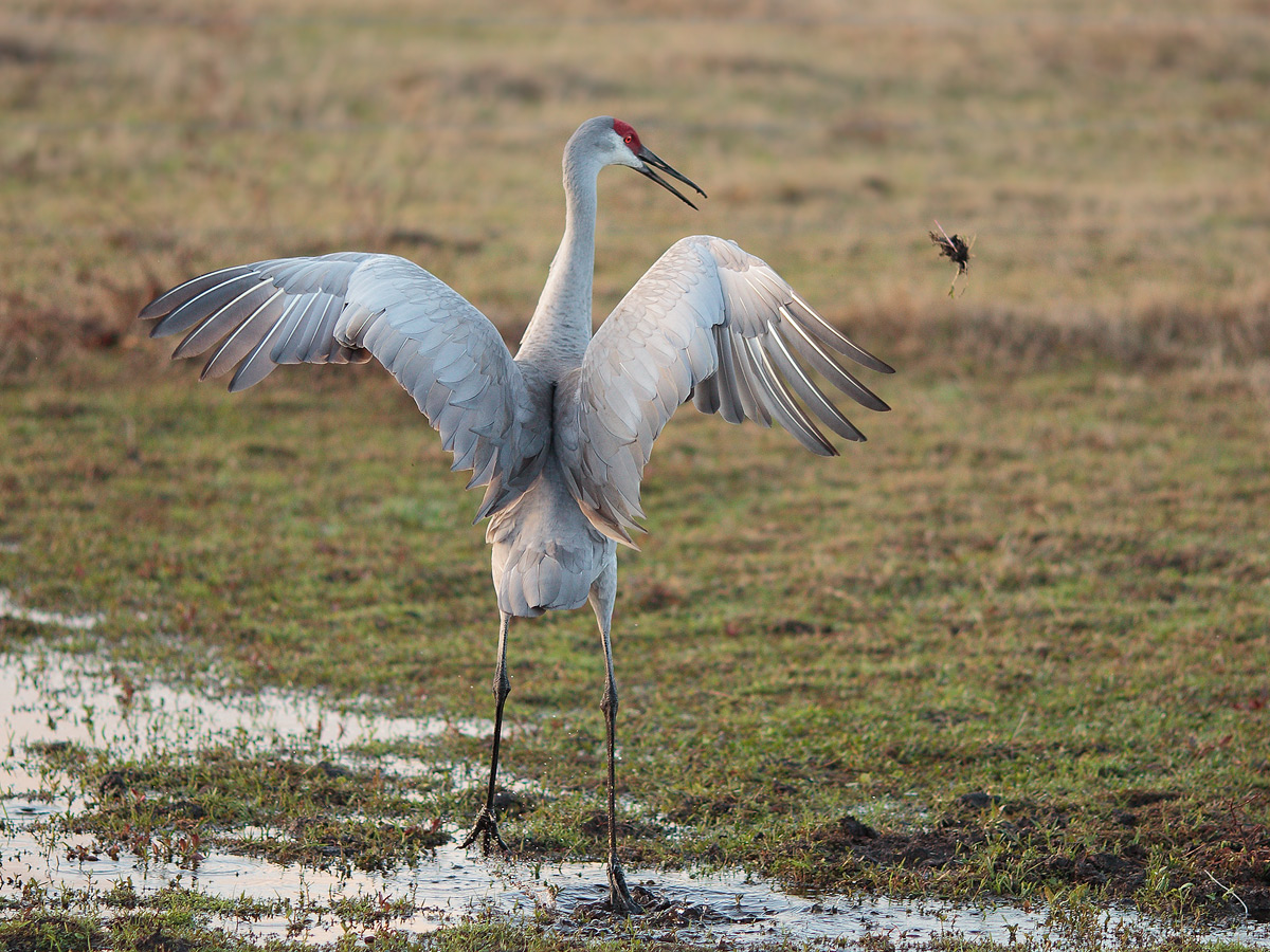 Sandhill Dancing