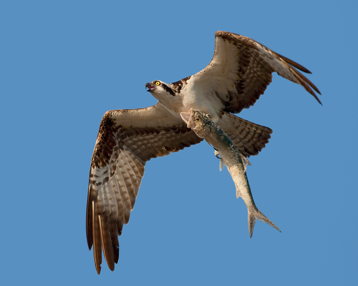 Osprey With Fish Sequence 5