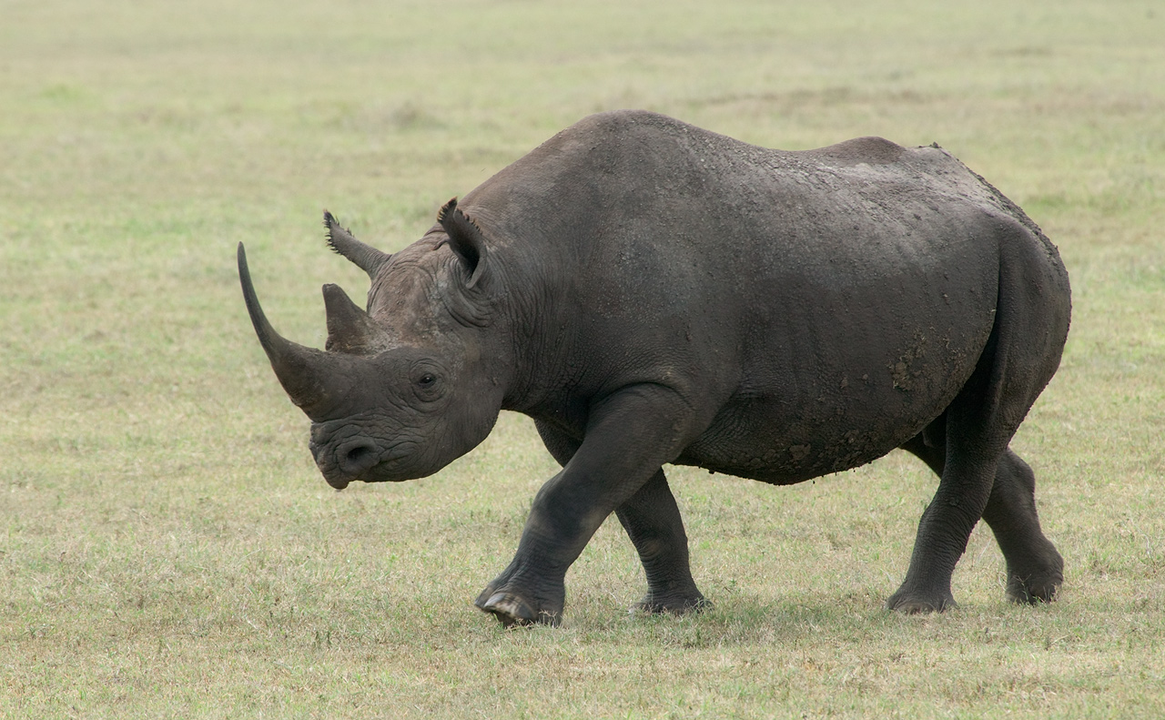 Black Rhino