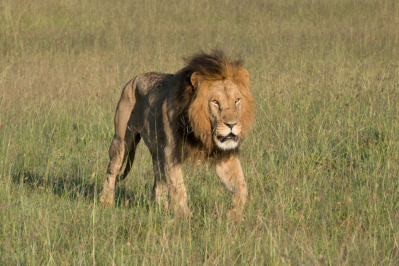 Walking Lion