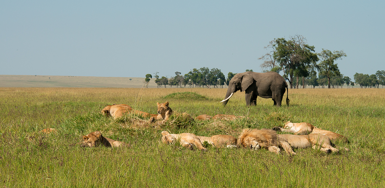 The Elephant and a Pile of Lions