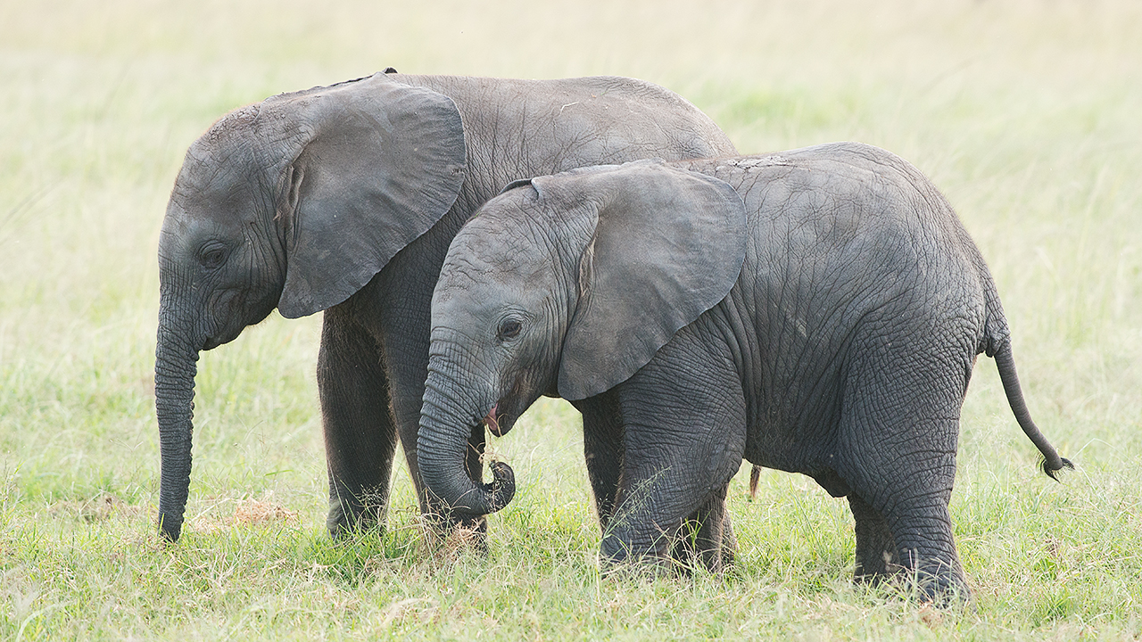 Cousins of the Mara