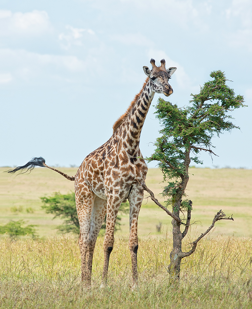 The Giraffe and the Acacia Tree