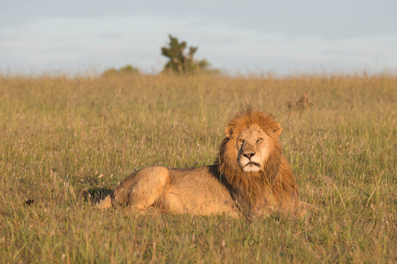 Lion at First Light