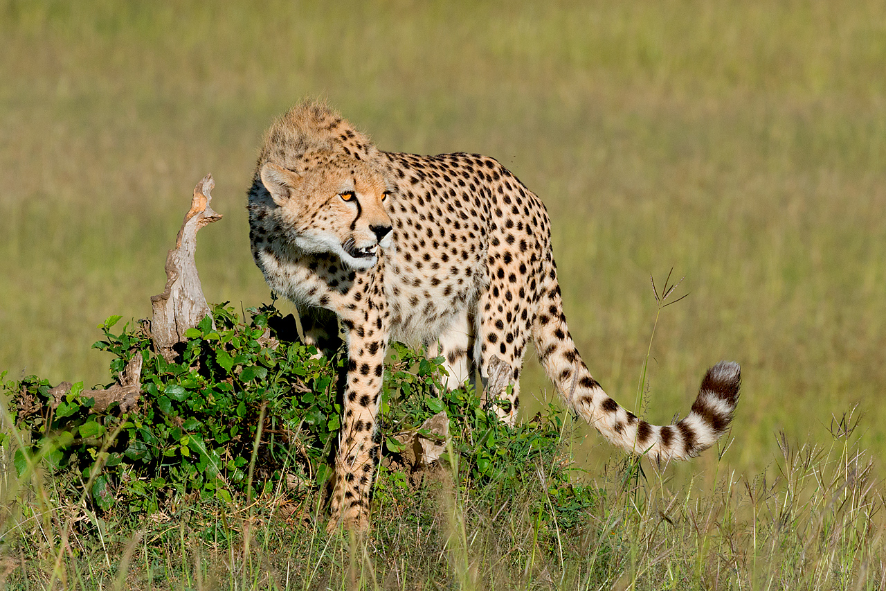 Cheetah on the Mound