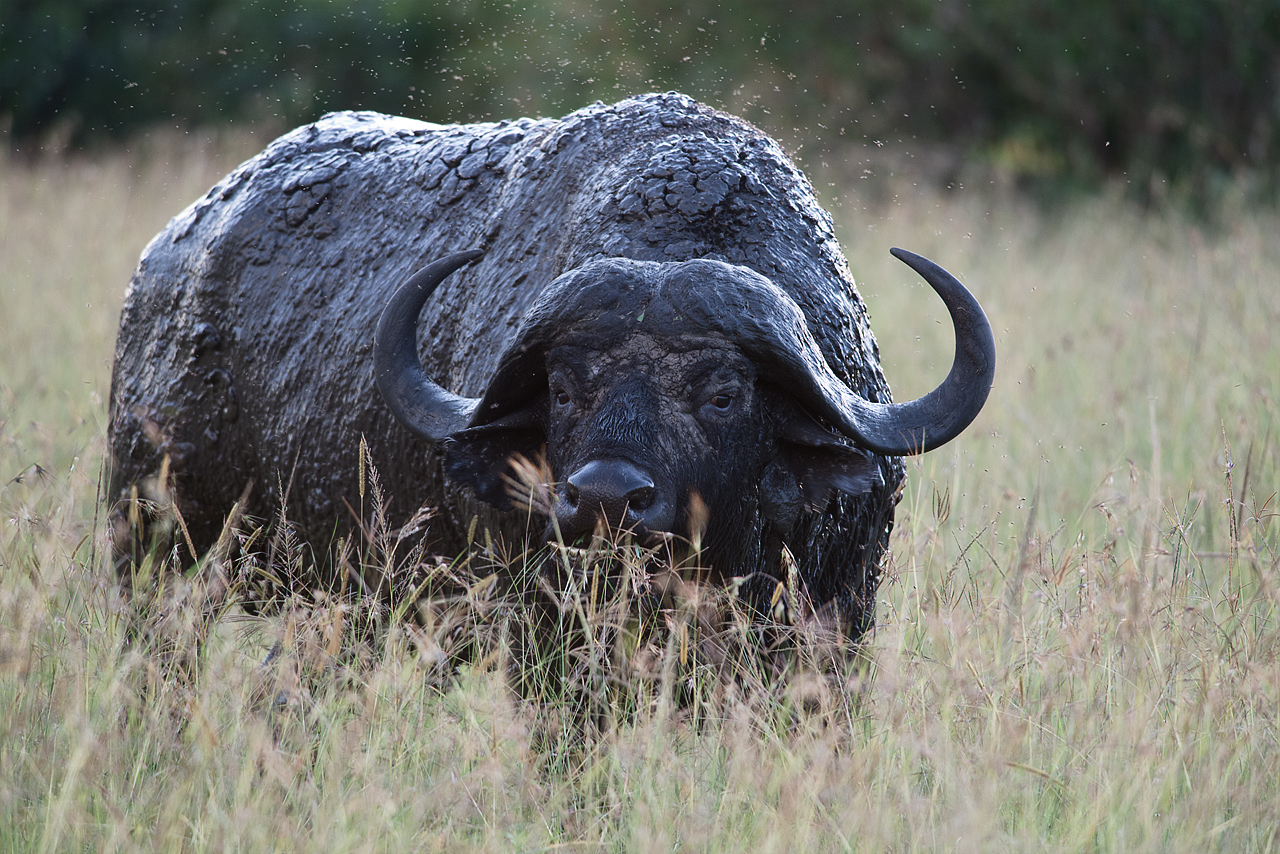 Cape Buffalo with Mud and Flies