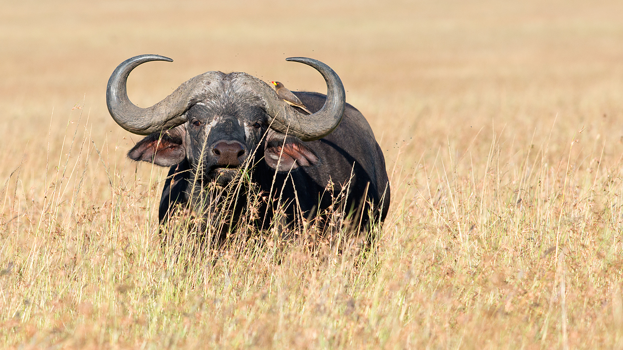 Cape Buffalo with Oxpecker