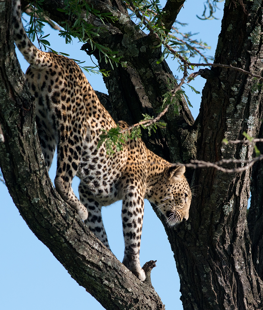 Leopard in Tree