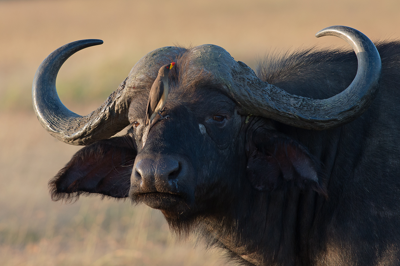 Cape Buffalo's Friend