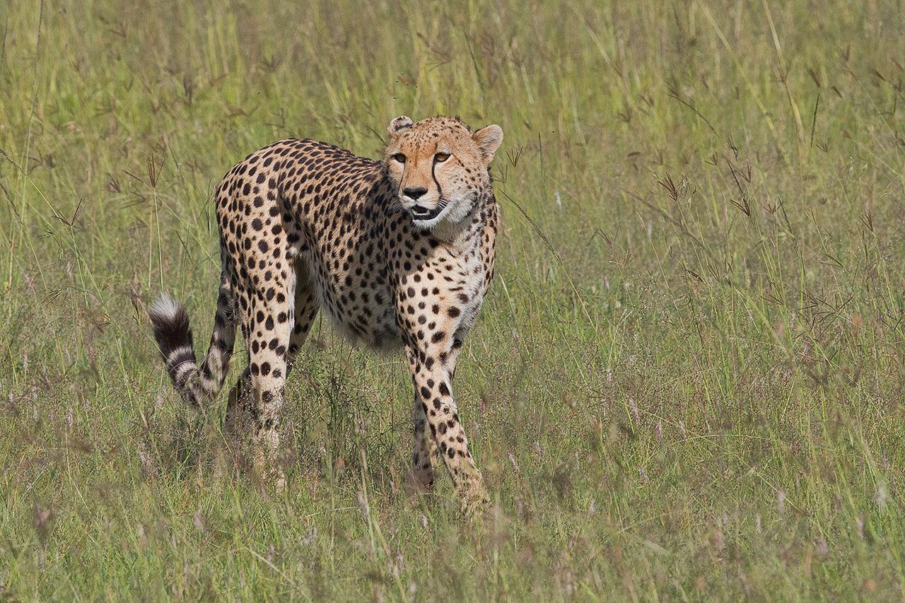 A Cheetah's Grace