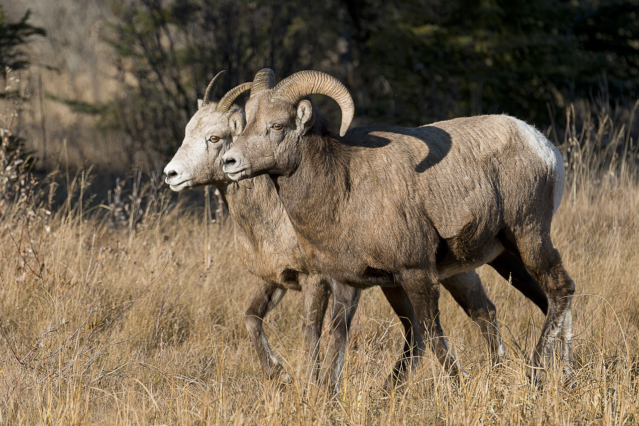 Big Horns on the Run