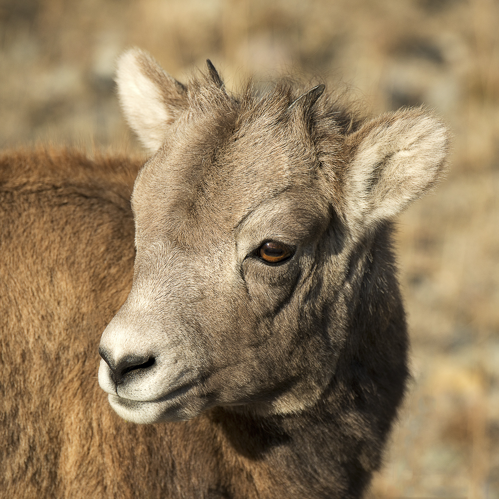 Big Horn Lamb